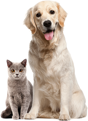 about-pets